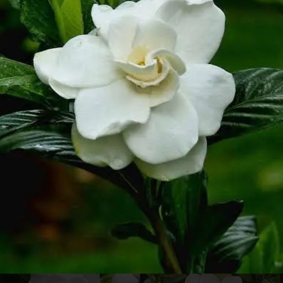 niknorton38